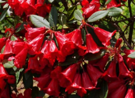 New Bloom To Celebrate Centenary Cornish times co uk new-bloom-to-celebrate-centenary-cornish-times-co-uk