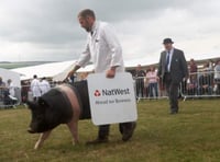 Dramatic rise in show entries