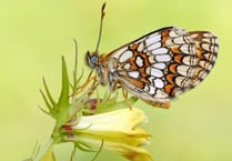 Call for help to save rare butterfly