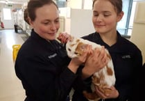Recruits help out at pets' sanctuary