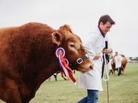 Show spotlight on cattle