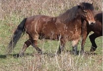 Plea for help to trace charity pony