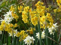 Valley daffodil project gets under way