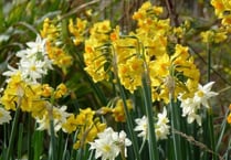 Valley daffodil project gets under way