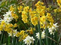 Valley daffodil project gets under way