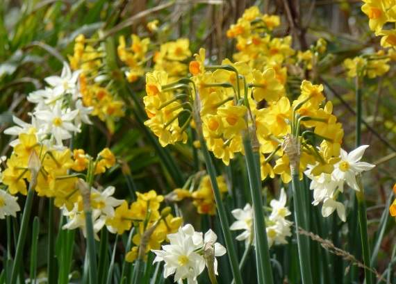 Valley daffodil project gets under way