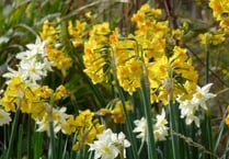 Valley daffodil project gets under way