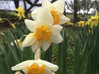 Get to know your daffs