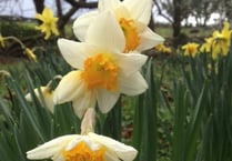 Get to know your daffs