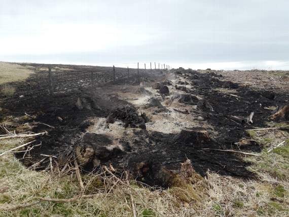 Forestry rangers call out vandalism and illegal activity