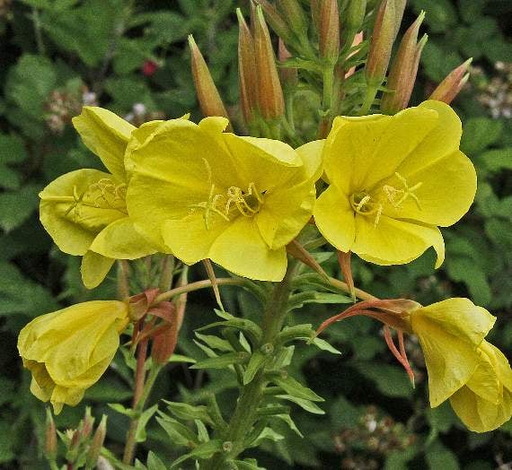 A wildflower wander with photographer Ray Roberts