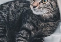 Concern over cat deaths