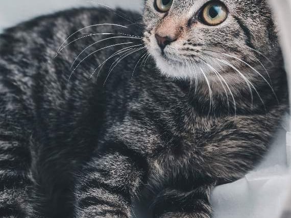 Concern over cat deaths