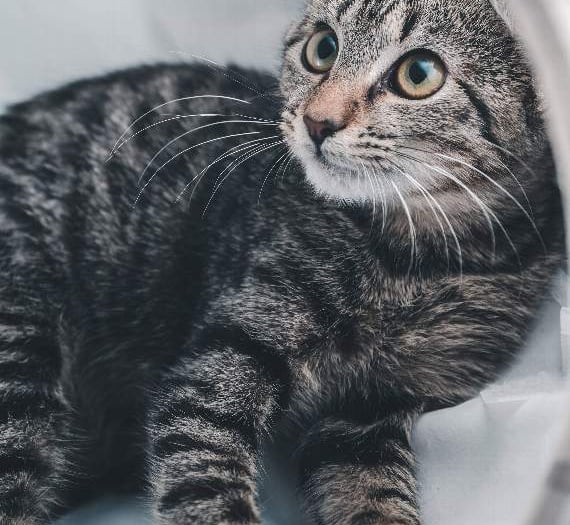Concern over cat deaths