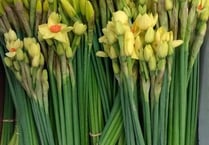 Free daffodils for rail passengers on the Tamar Valley Line