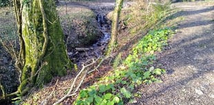 Help protect your local woodland