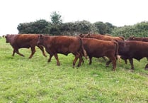 Many reasons to celebrate Great British Beef Week