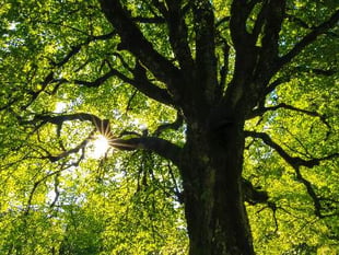 Cornwall to lead way in plan to restore and protect nature