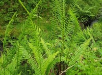 Discover and identify ferns in free online workshop