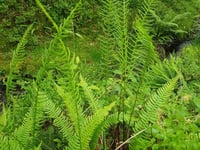 Discover and identify ferns in free online workshop