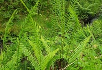 Discover and identify ferns in free online workshop