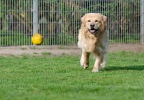 Dog daycare facility turned down by Council