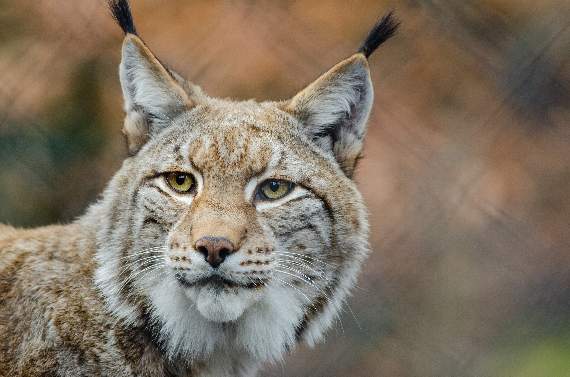 Wildcats and sun bears amongst dangerous and exotic animals being kept in Cornwall Wildcats and sun bears amongst dangerous and exotic animals being kept in Cornwall