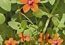 All the scarlets on a Nature Watch walk
