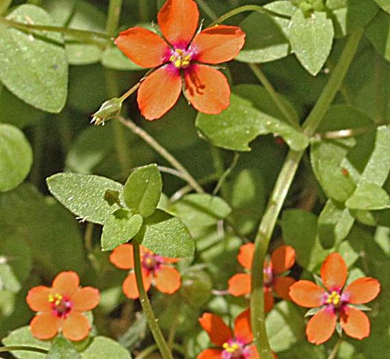 All the scarlets on a Nature Watch walk
