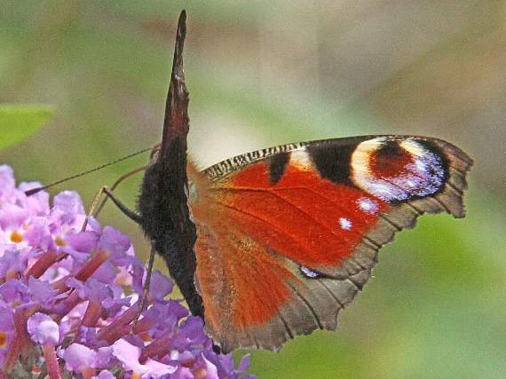 Wildlife in abundance at abandoned quarry