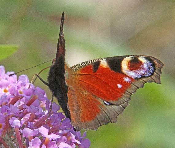 Wildlife in abundance at abandoned quarry