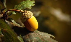 Join hunt for tree seeds and help Forest for Cornwall