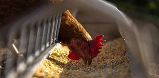Poultry farm 'amendments' get green light 