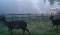 Warning of deer collisions as clocks go back