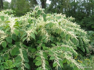 Property warning as Bodmin and Liskeard lead knotweed rankings