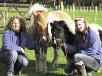 Outpouring of love as the Tamar Valley Donkey Park announces closure