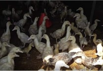Fowey farmer and his company are convicted of cruelty to poultry