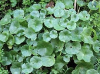 Naturewatch: It must be National Navelwort Year in 2024 