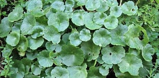 Naturewatch: It must be National Navelwort Year in 2024 