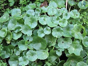Naturewatch: It must be National Navelwort Year in 2024 