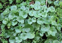 Naturewatch: It must be National Navelwort Year in 2024 