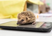 This winter could be a hard one for hedgehogs warns the RSPCA