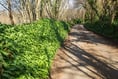 Villagers set up patrols to protect wild garlic from ‘foodies’