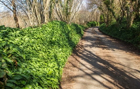 Wild garlic grows in Millham Lane, Lostwithiel in Cornwall. 24th March 2022 . See SWNS story SWPLgarlic. Villagers are setting up patrols to protect its wild garlic from 'foodies' who are stealing it for restaurants and farmers' markets - amid a boom in the eating of wild flowers. Residents in Lostwithiel in Cornwall have ''declared war'' against people spotted cutting down the plant and shoving it bags. There have been reports of strangers foraging illegally and "decimating" wild garlic from public paths.Locals claim the spate of thefts are by people who are selling the wild garlic to restaurants and farmer's markets - and using it in pesto to sell. 