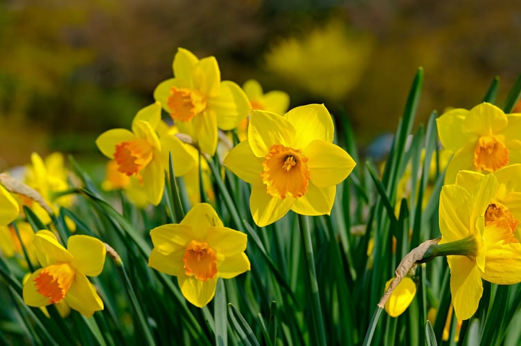 Daffodils have been chopped down 