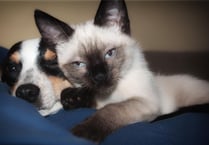 RSPCA teams up with Animal Search UK to help reunite missing pets
