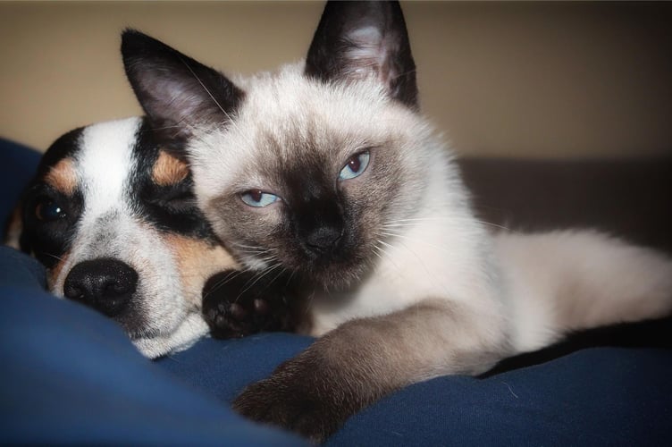 The RSPCA has joined forces with the UK’s leading search service for missing pets