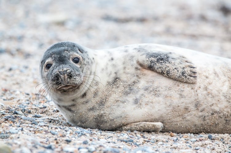 The Cornish Seal sanctuary pups are going to be released
