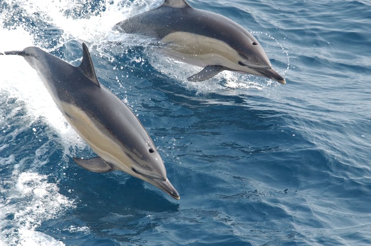 Examples of common dolphins