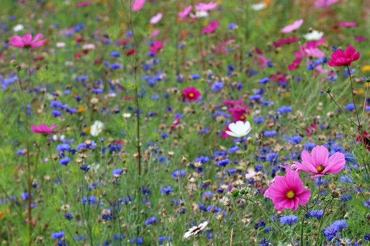 Take part in #BlossomWatch 2022